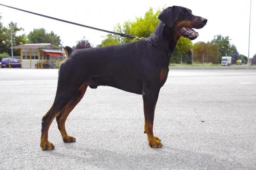 Nu'Man del Rio Bianco | Black Doberman Pinscher