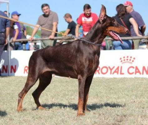 Nastasia del Cesenate | Brown Doberman Pinscher