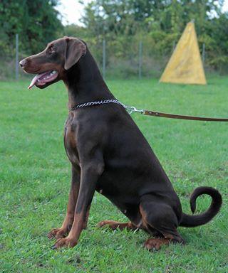 Olimpia del Cesenate | Brown Doberman Pinscher