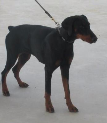 Grace Kelly (LO1241159) | Black Doberman Pinscher