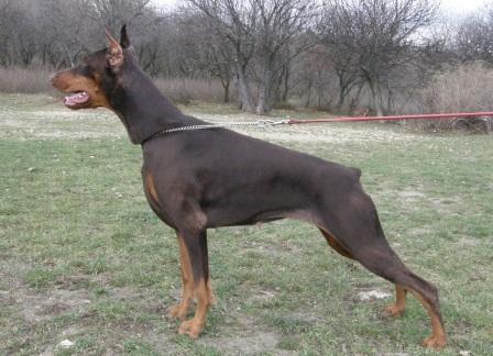 Ak-Yar Roxana | Brown Doberman Pinscher