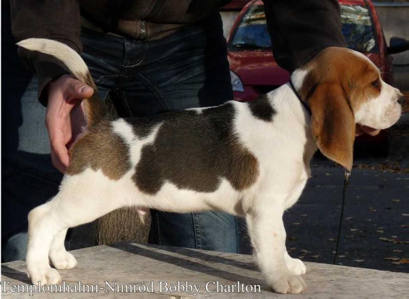 Templomhalmi-Nimród Bobby Charlton | Beagle 