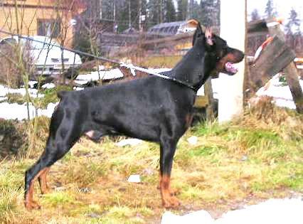 Ak-Yar Renior | Black Doberman Pinscher