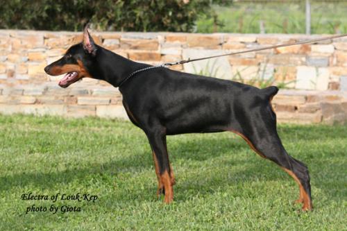 Electra of Louk Kep | Black Doberman Pinscher