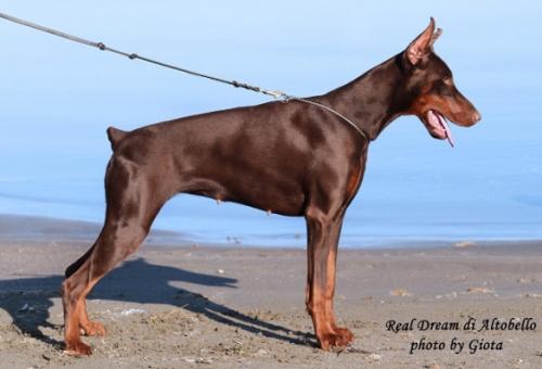 Real Dream di Altobello | Brown Doberman Pinscher