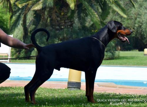 Quick Vegeth del Rio Bianco | Black Doberman Pinscher