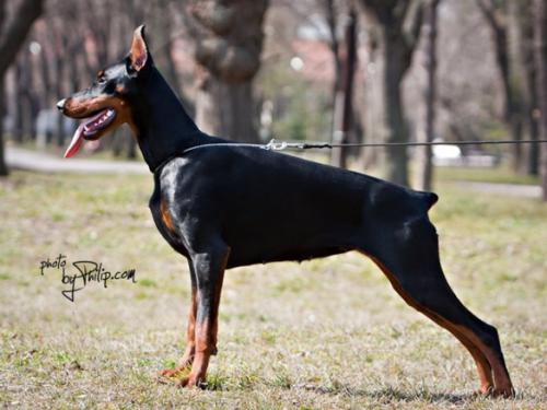 Andromeda Anja Ursatobox | Black Doberman Pinscher