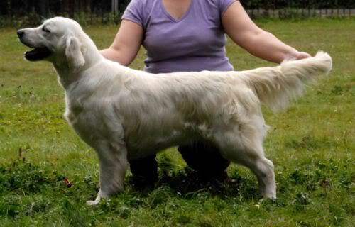 Lovely Rus Day Fresh Flower | Golden Retriever 