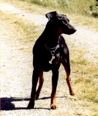 Duffyco's CELINE | German Pinscher 