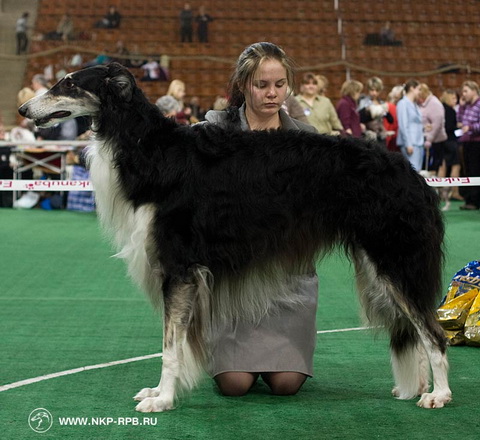 Zagar iz Razdolia | Borzoi 