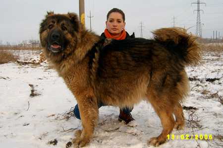 Pusi De Valeni | Caucasian Mountain Dog 