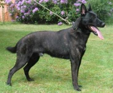 Basta v.d. Pioniershof | Dutch Shepherd 