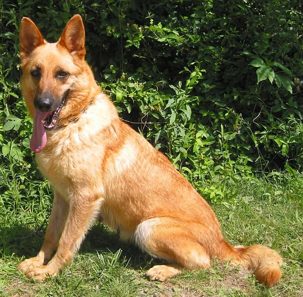 Arctic Wolf’s Foxy Red Lady | German Shepherd Dog 