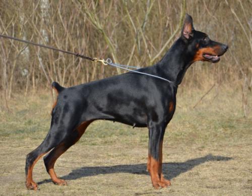 Bruggia z Padoku | Black Doberman Pinscher