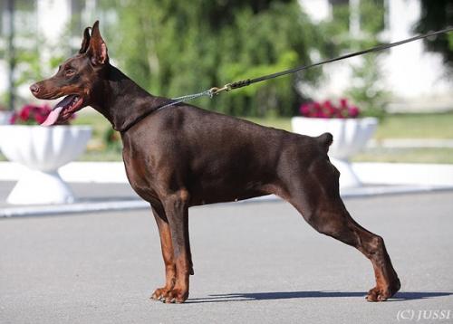 Appel di Fortuna Aeris For Me | Brown Doberman Pinscher