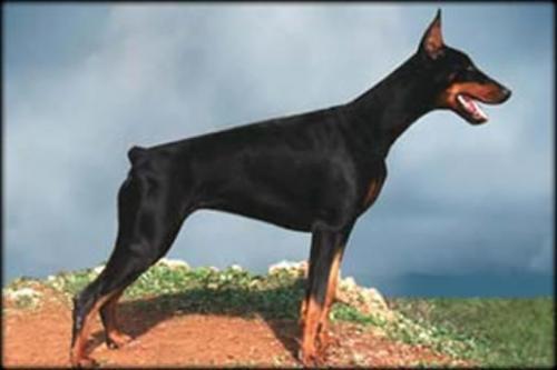 Adeline of Kraft Hill | Black Doberman Pinscher