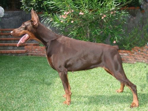 Ariel Brown delle Aquile di Eloro | Brown Doberman Pinscher