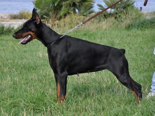 Dell'Arco Azzurro Nante | Black Doberman Pinscher