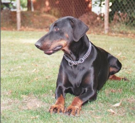 Antuanett Hellfire | Black Doberman Pinscher