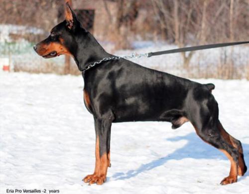 Eria Pro Versailles | Black Doberman Pinscher