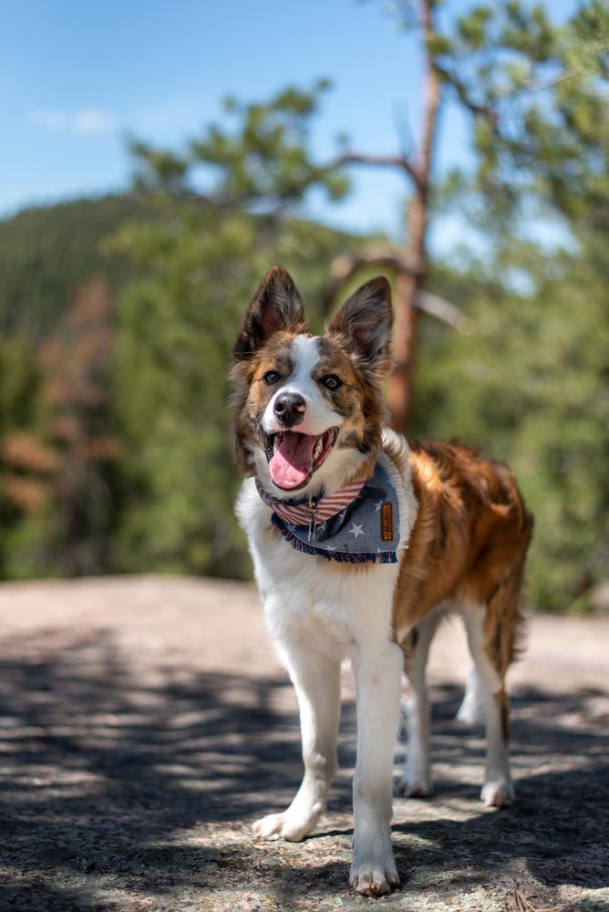 C2C Whiskey Jack | Border Collie 