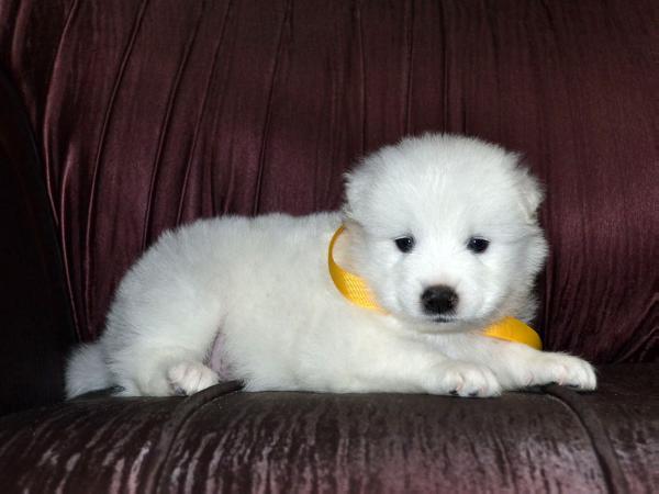 Athena vom Polaris | Samoyed 