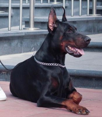 Eria Pro Quazar | Black Doberman Pinscher