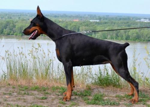 Koppod'oro Eskada Inkredibl Mi | Black Doberman Pinscher