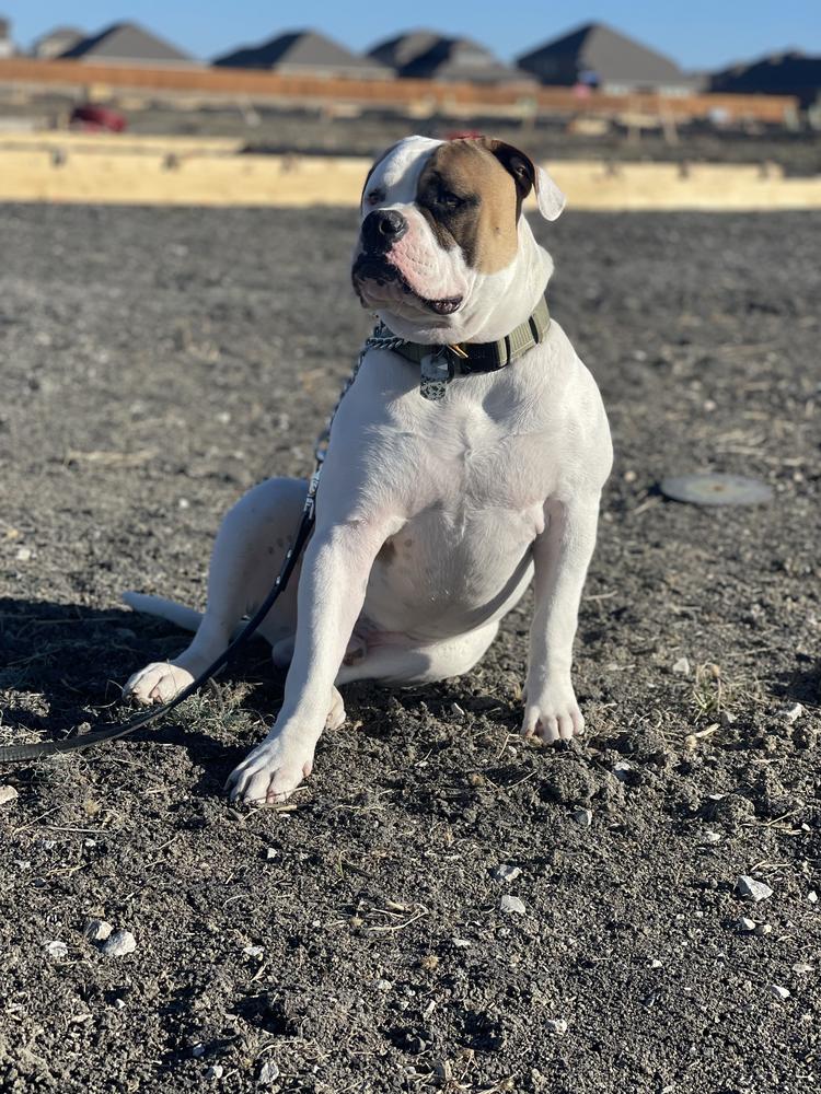 Rosa's Loki | American Bulldog 