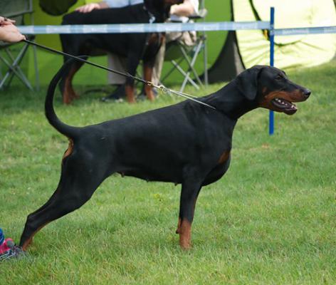 Al Pari z Negraland | Black Doberman Pinscher