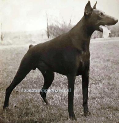 Nicky de l'Eperon d'Argent | Black Doberman Pinscher