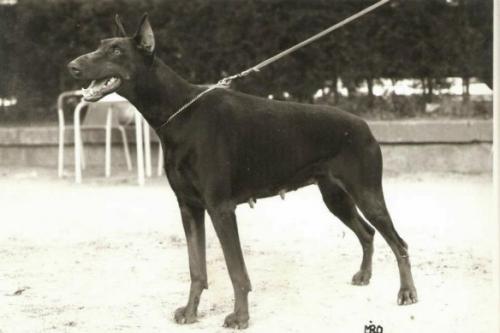Puma de los Valientes | Brown Doberman Pinscher