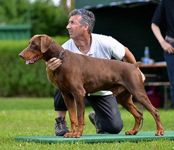 Vento (LO0912765) | Brown Doberman Pinscher