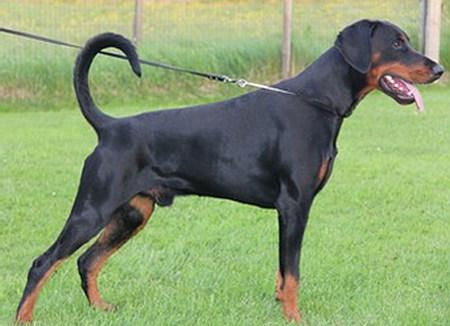 Leon v.d. Donauhoeve | Black Doberman Pinscher