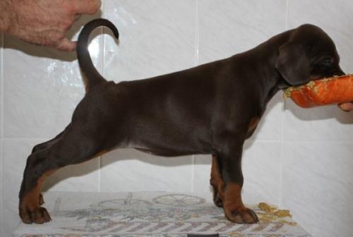 Wizard of Wallakia Wayra Walkyria | Brown Doberman Pinscher