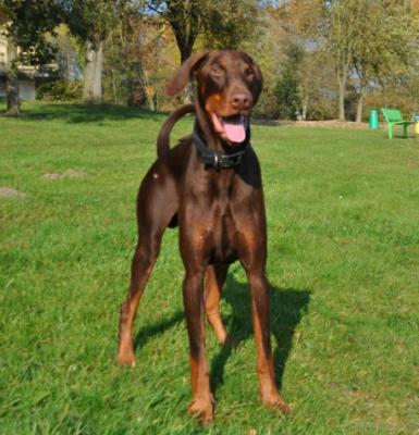 Oetz v. Georgstolz | Brown Doberman Pinscher