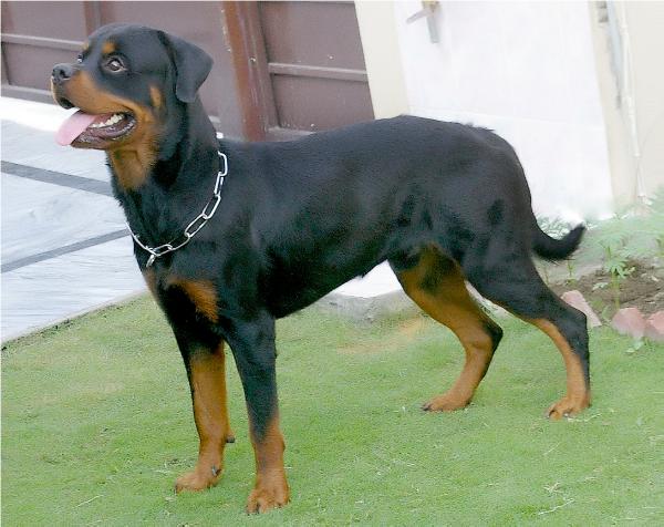 Casper von der Wunderbar | Rottweiler 