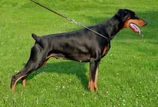 Megan (Diaz FCM L1498-D) | Black Doberman Pinscher