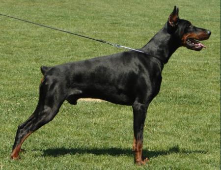 Vertigo of Blackmagic Land | Black Doberman Pinscher