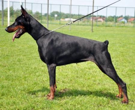 Vera of Blackmagic Land | Black Doberman Pinscher