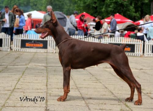 Suemi del Mediano | Brown Doberman Pinscher