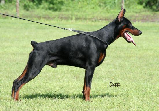 Savon del Mediano | Black Doberman Pinscher