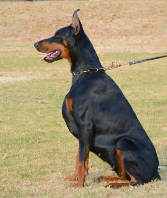 Remijaguare Empire | Black Doberman Pinscher