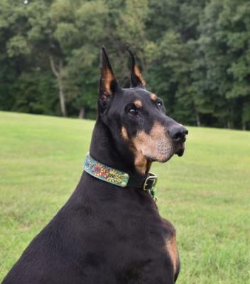 Briarwood Ariki v. Exacta | Black Doberman Pinscher