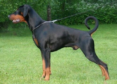 Armand v.d. Schwarzen Garde | Black Doberman Pinscher