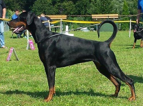 Monifah Elite House | Black Doberman Pinscher