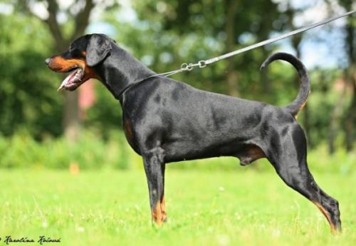 Sesto Sento Akagera | Black Doberman Pinscher