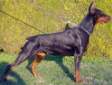 Tifany Night Fever | Black Doberman Pinscher