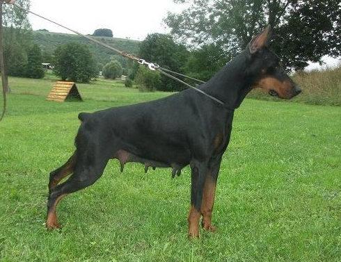 Belissima di Casa Montenegro | Black Doberman Pinscher