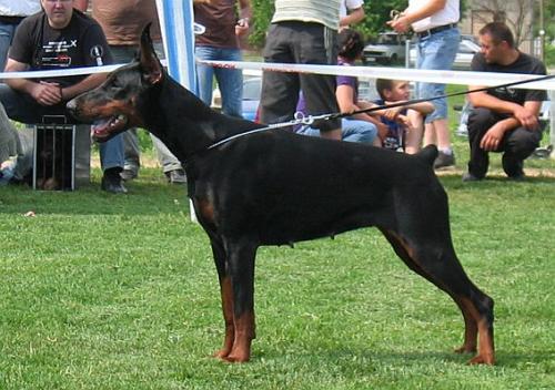 Alida Cherry's Wild | Brown Doberman Pinscher